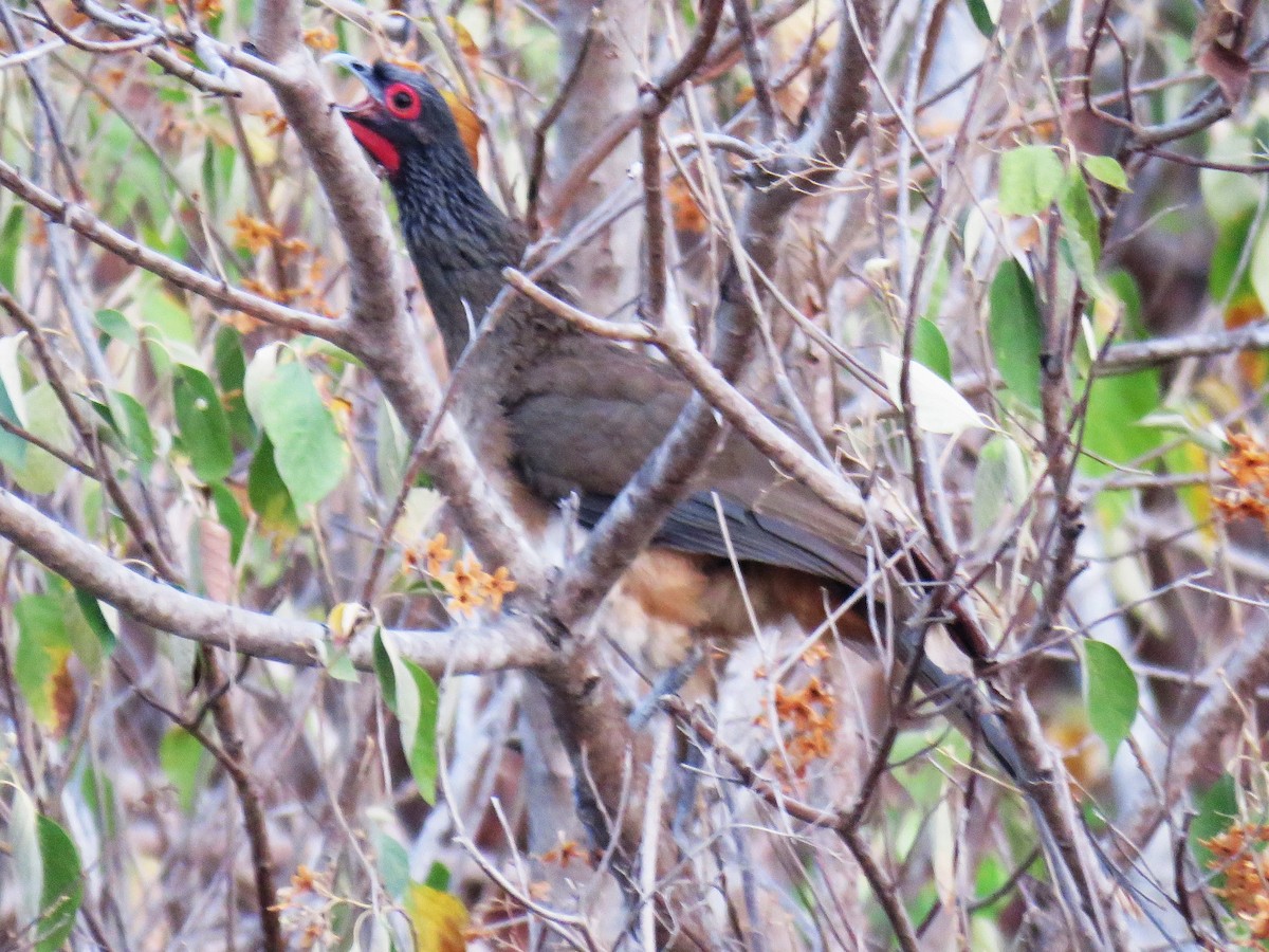 West Mexican Chachalaca - ML617479267