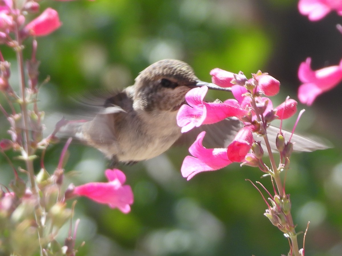 hummingbird sp. - ML617479272