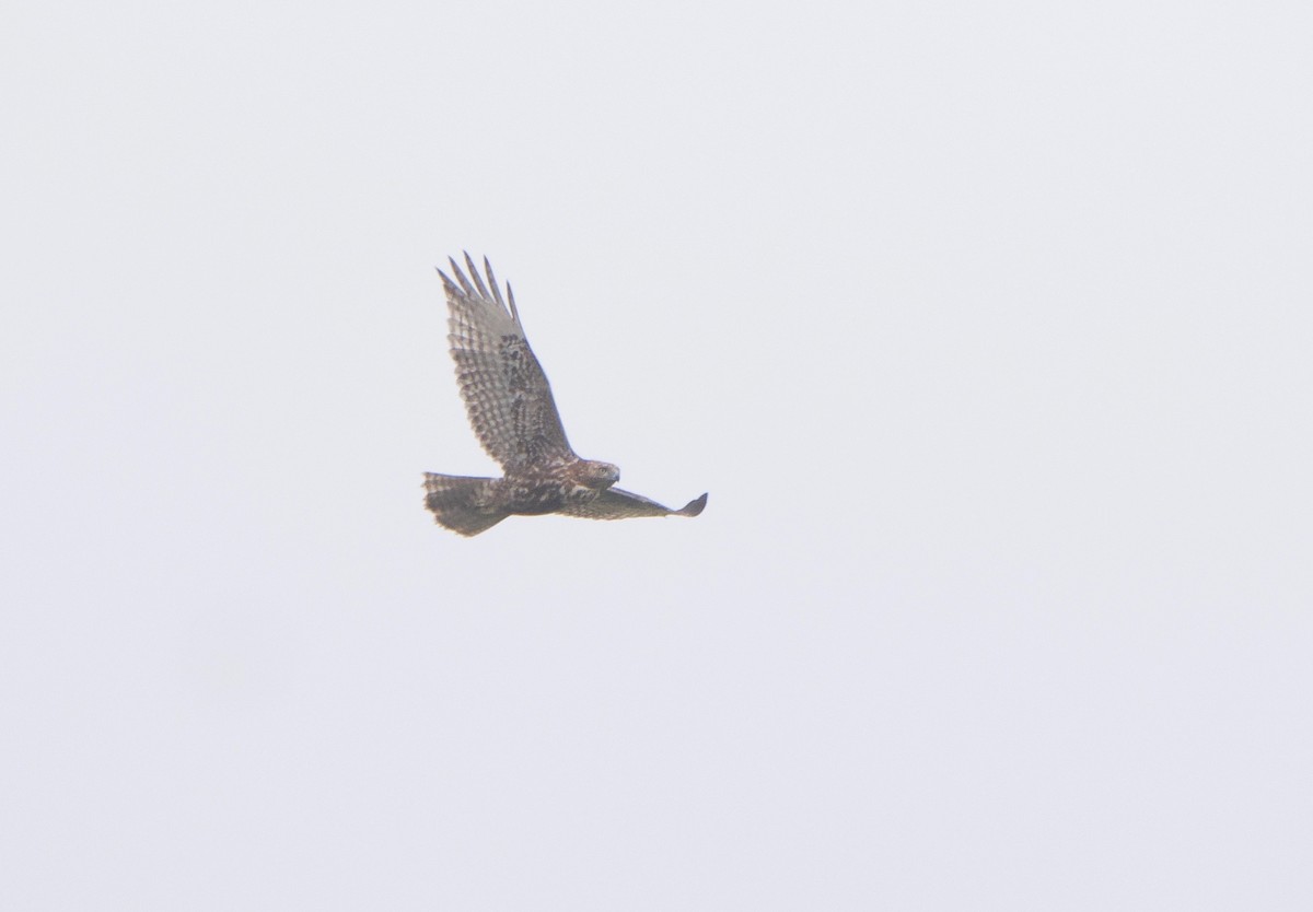 Red-tailed Hawk (Harlan's) - Gautam Apte
