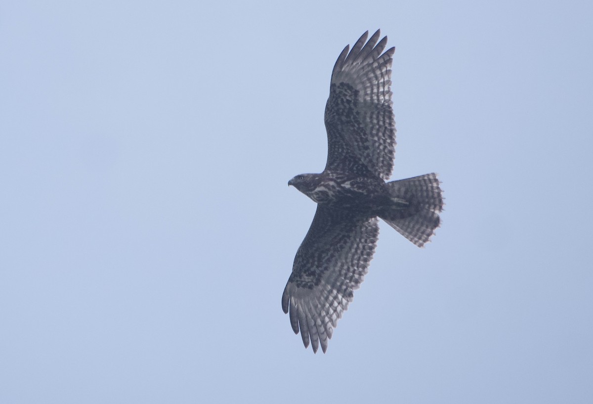 Red-tailed Hawk (Harlan's) - Gautam Apte