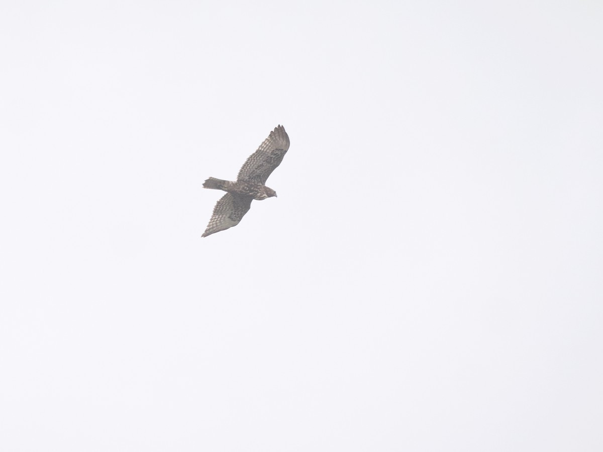 Red-tailed Hawk (Harlan's) - ML617479312