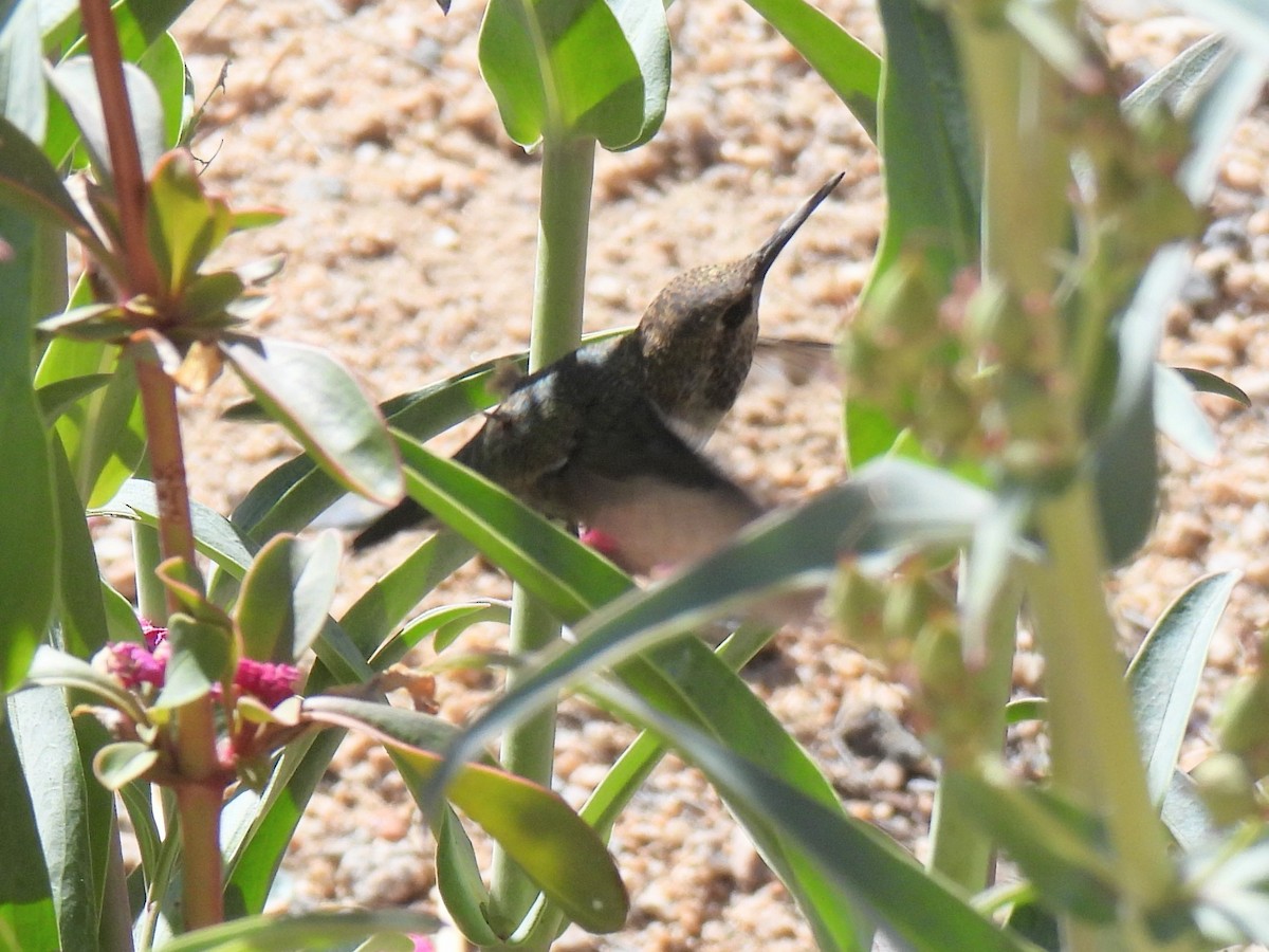 hummingbird sp. - ML617479323
