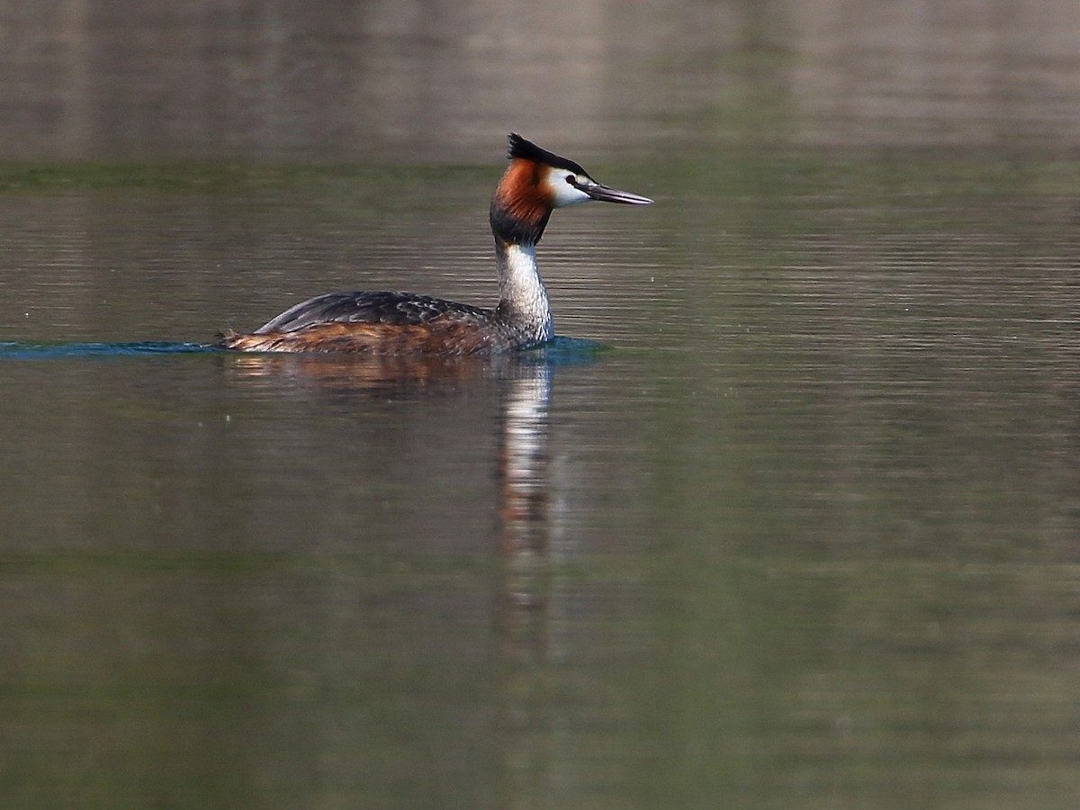 Great Crested Grebe - ML617479324
