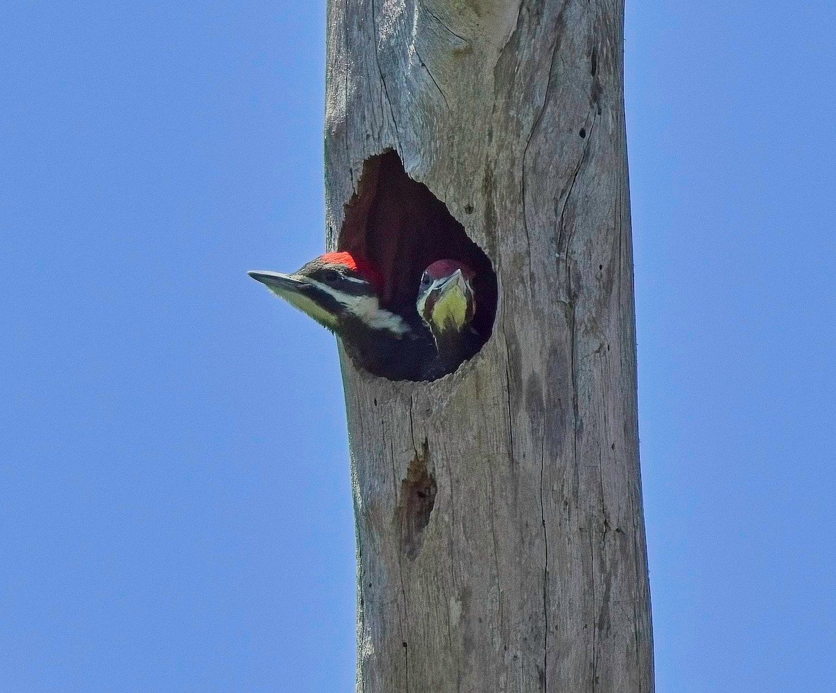 Pileated Woodpecker - ML617479368