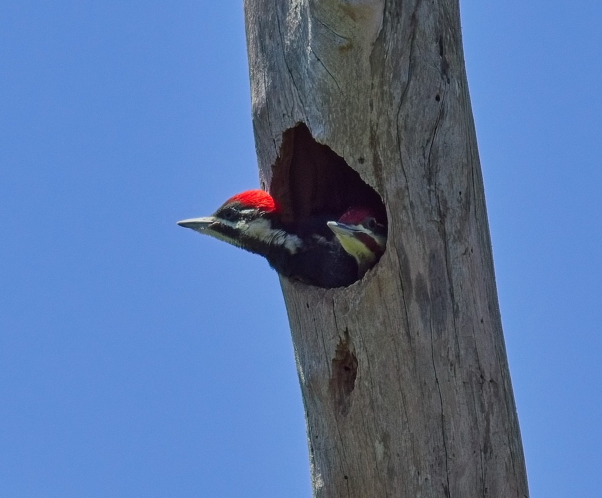 Pileated Woodpecker - ML617479369