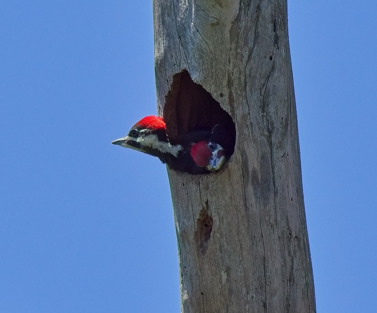 Pileated Woodpecker - ML617479370