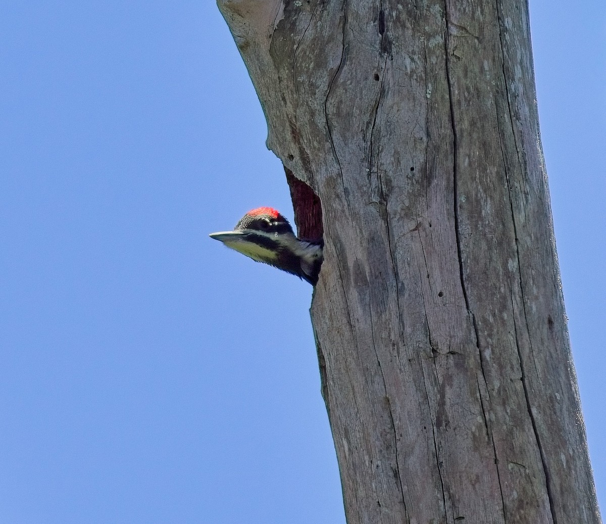 Pileated Woodpecker - ML617479371