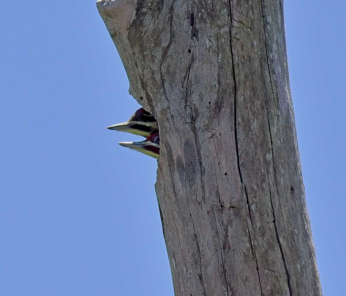 Pileated Woodpecker - ML617479372