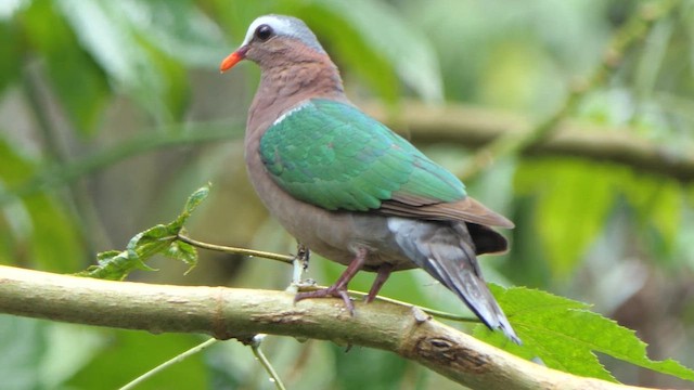 Asian Emerald Dove - ML617479385