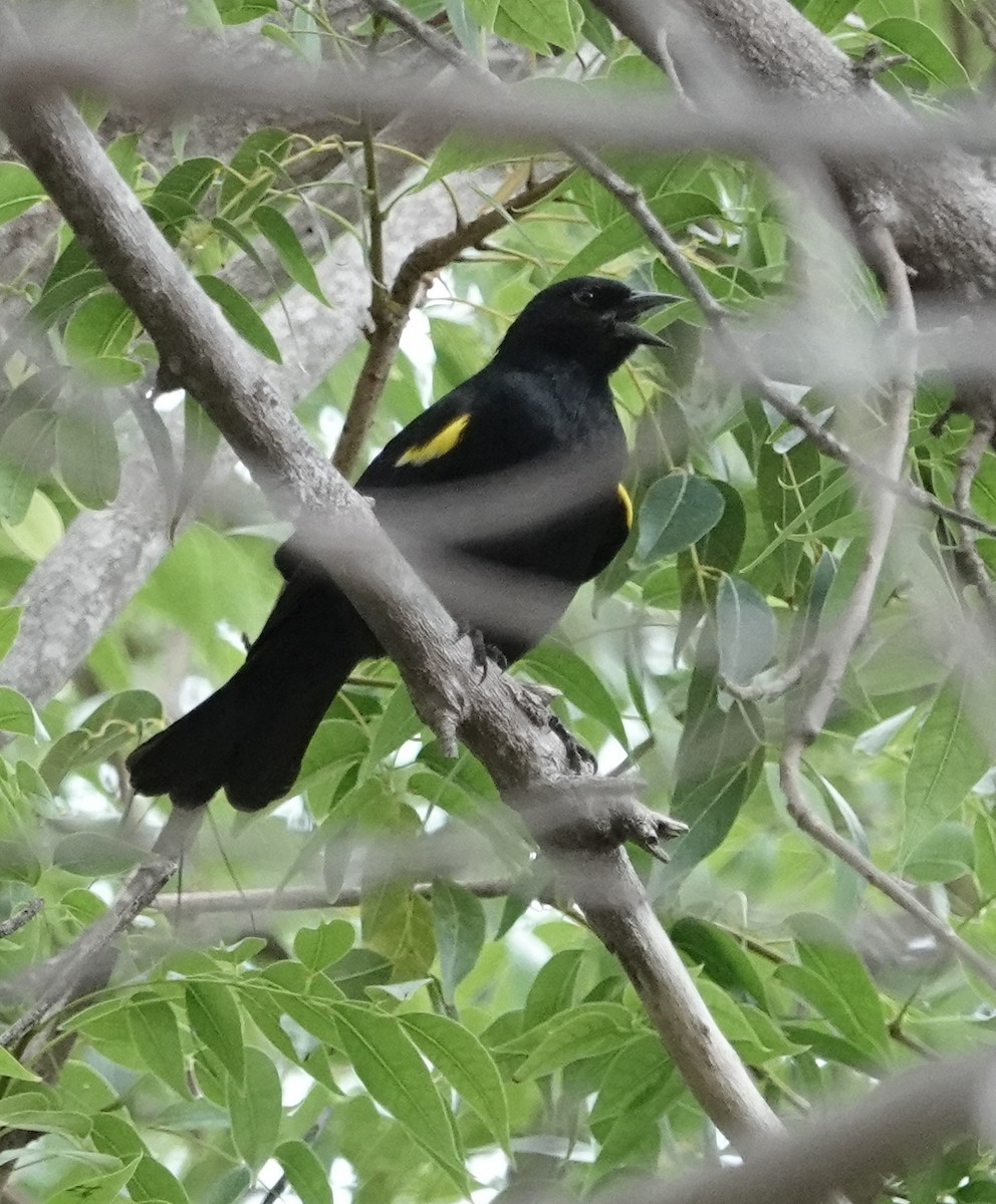 Yellow-shouldered Blackbird - ML617479414