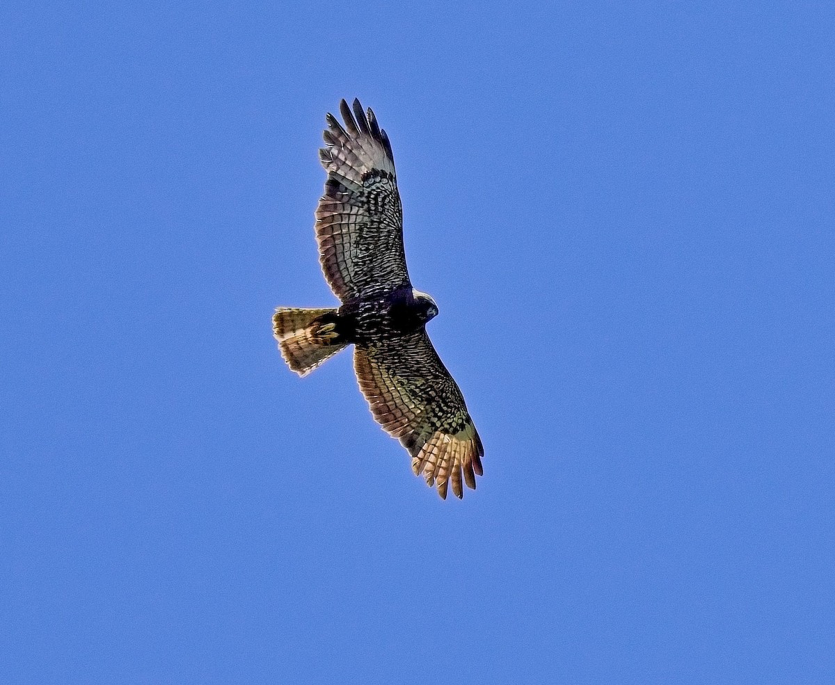 Short-tailed Hawk - ML617479429