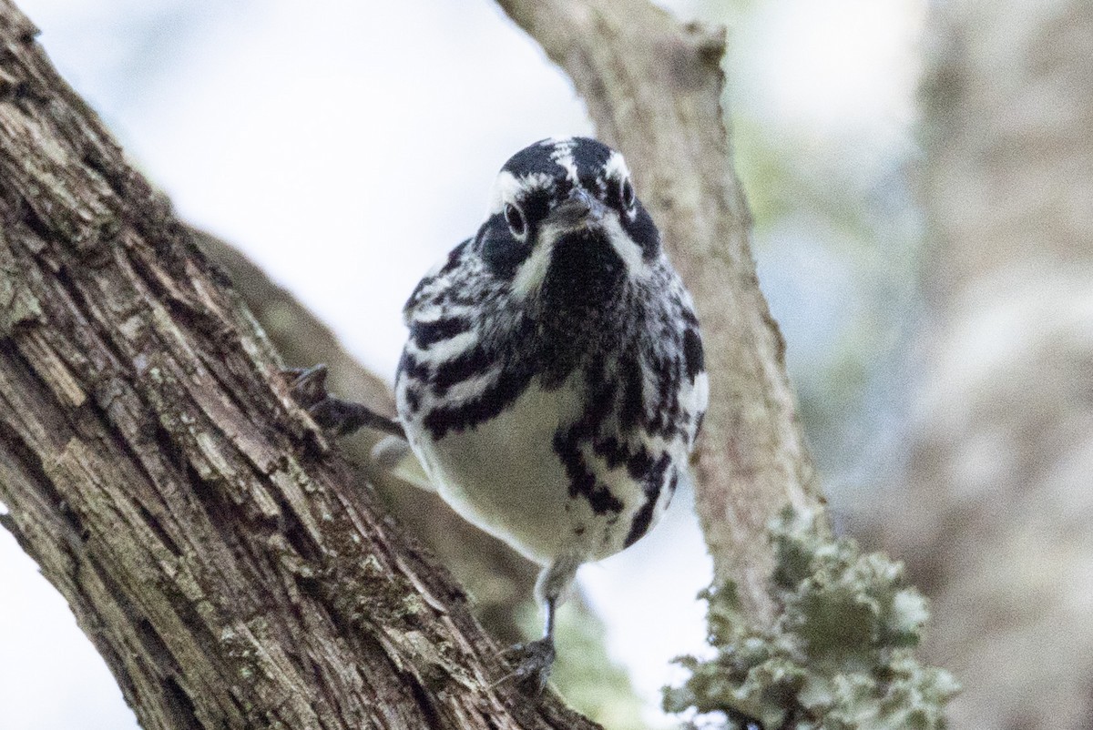 Black-and-white Warbler - ML617479495