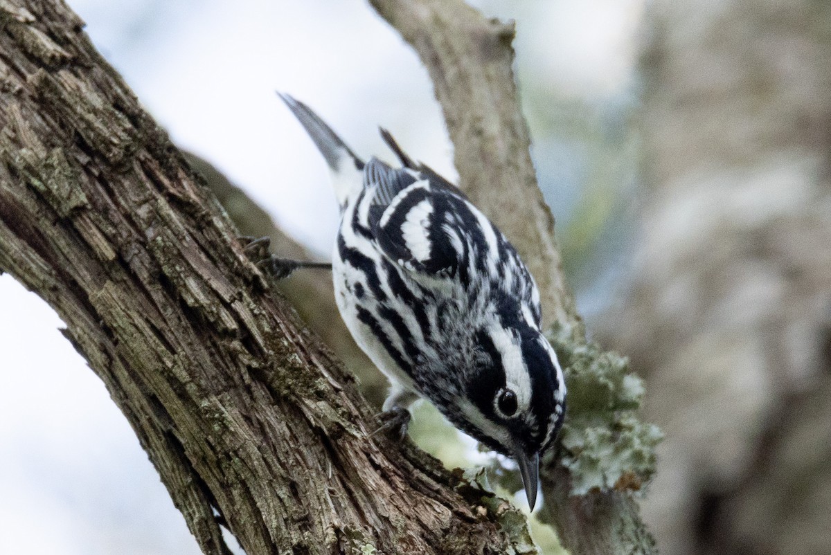 Black-and-white Warbler - ML617479496