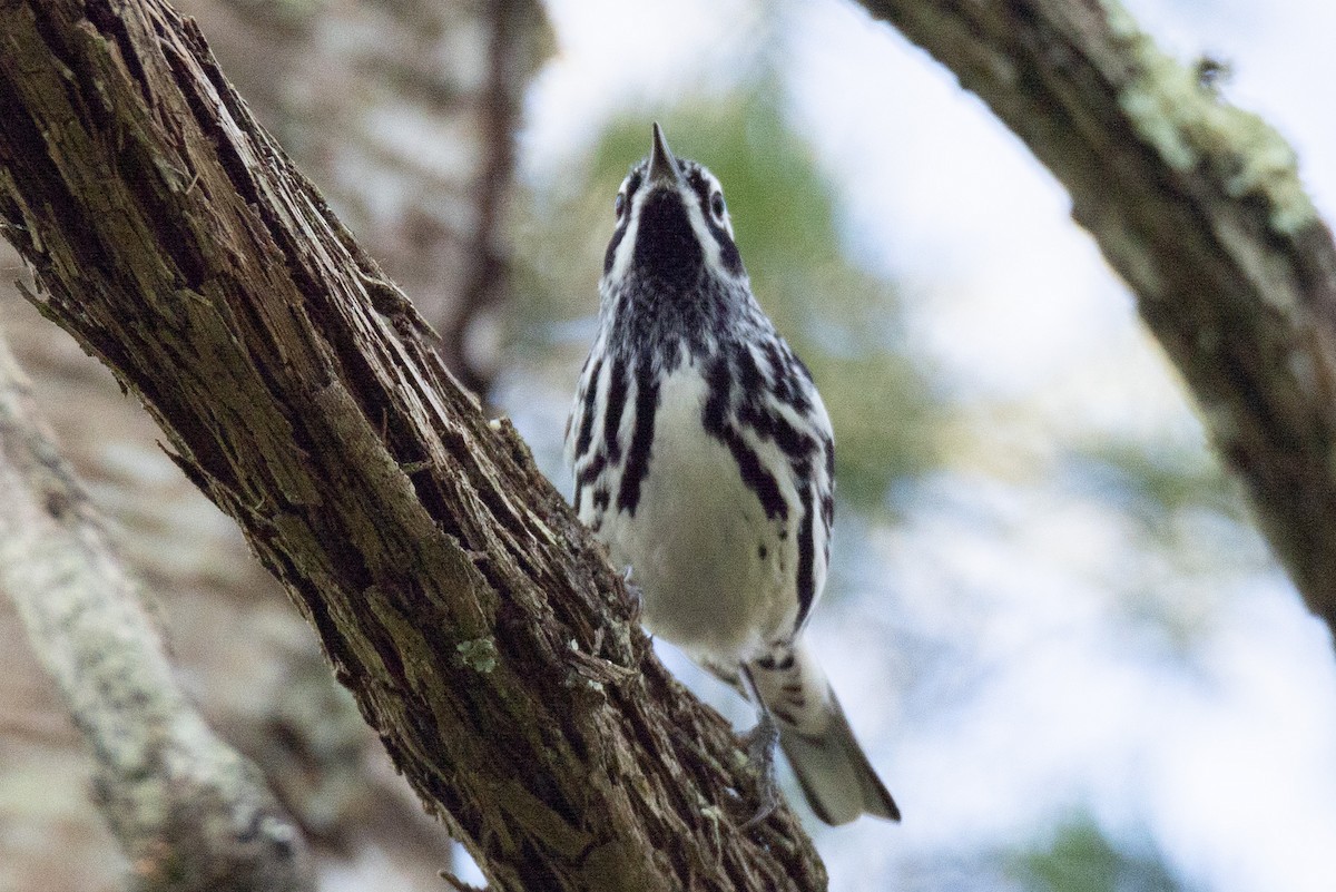 Black-and-white Warbler - ML617479497
