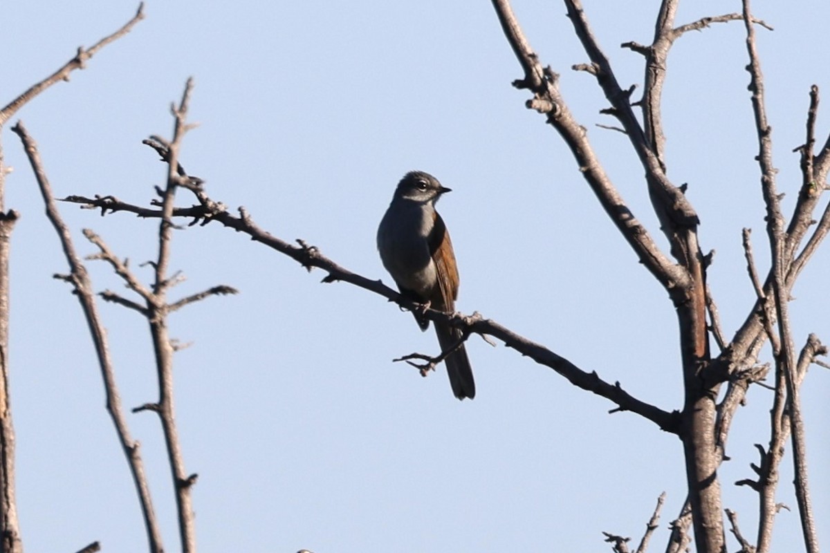 Brown-backed Solitaire - ML617479540