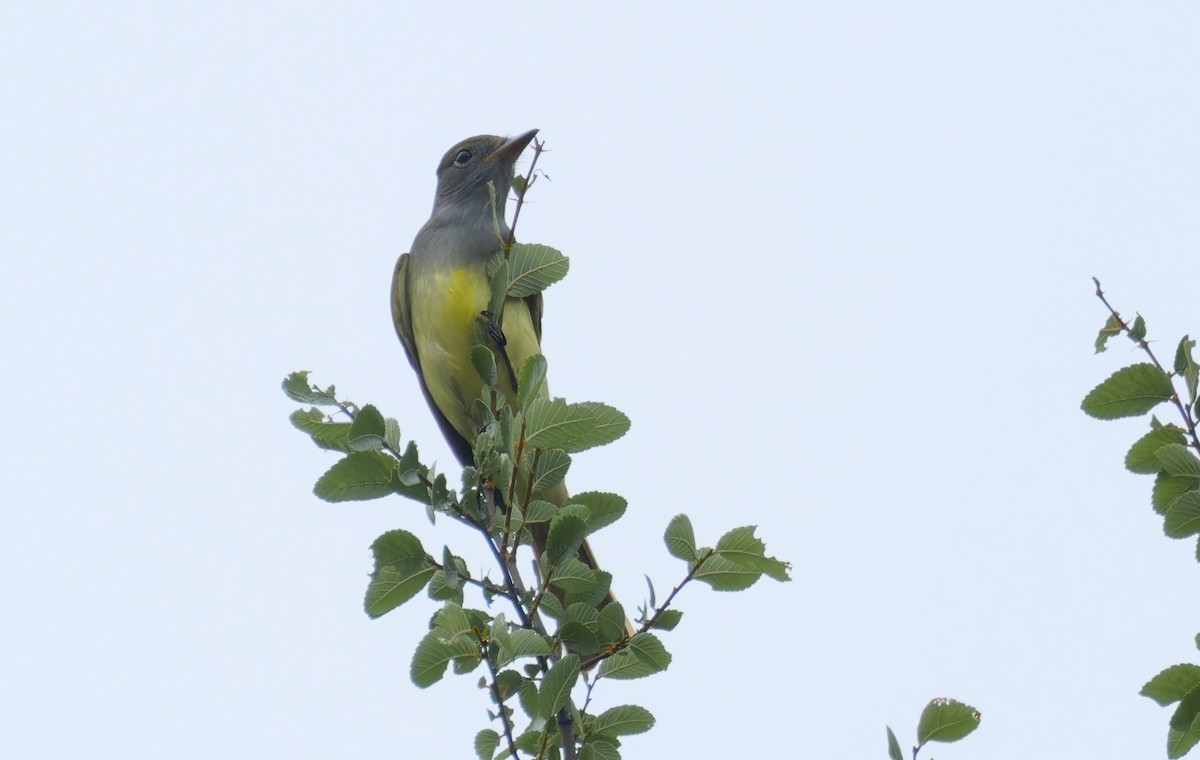 Great Crested Flycatcher - ML617479543