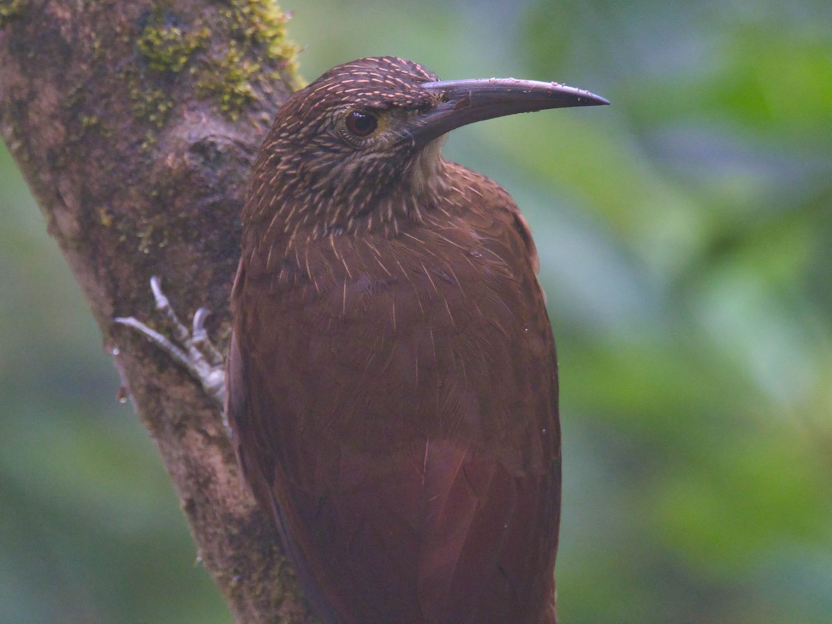 Strong-billed Woodcreeper - ML617479573