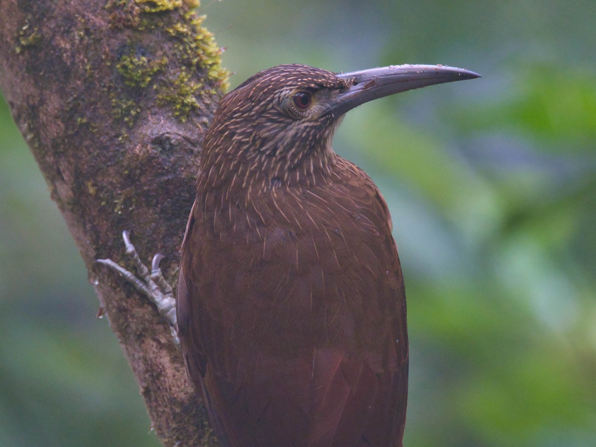 Strong-billed Woodcreeper - ML617479574