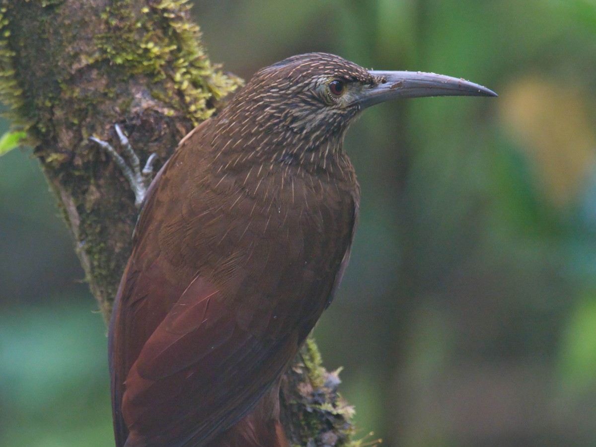 Strong-billed Woodcreeper - ML617479575