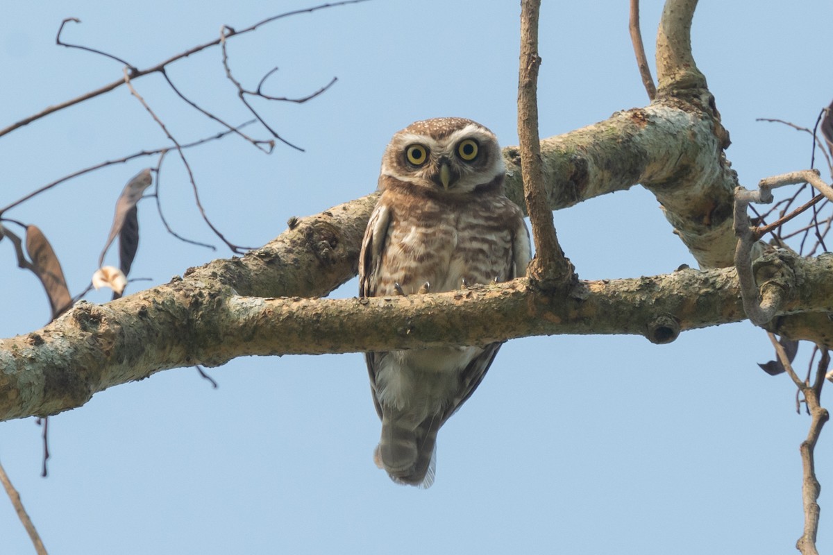 Spotted Owlet - ML617479602