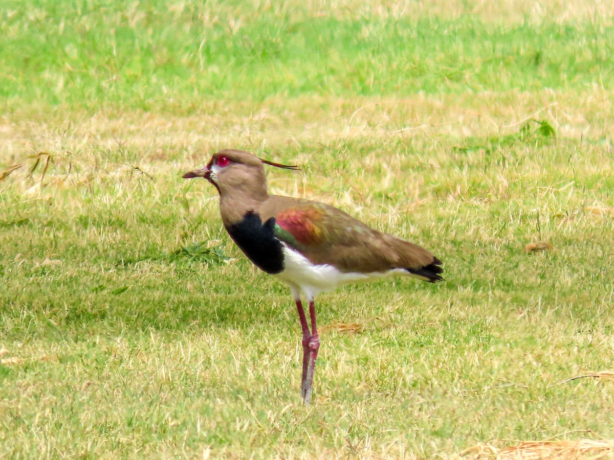 Southern Lapwing - Teresa Connell
