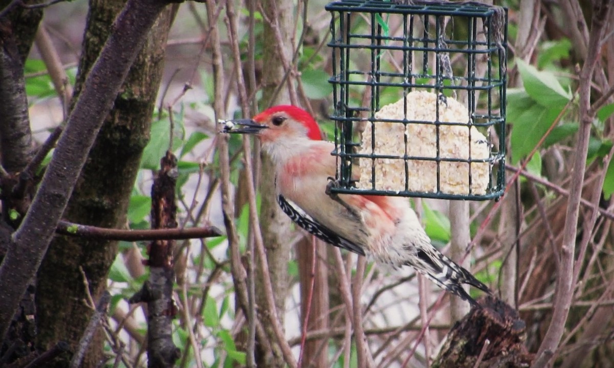 Red-bellied Woodpecker - ML617479687