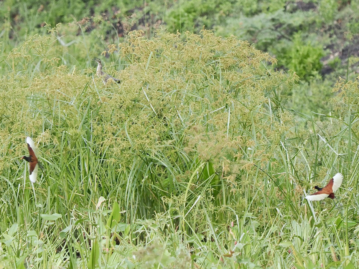 volavka proměnlivá (ssp. striata) - ML617479693