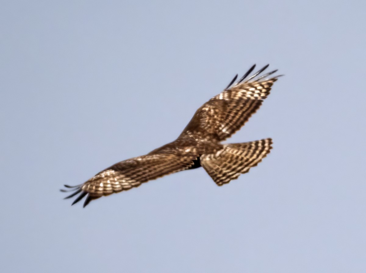 Red-tailed Hawk (Harlan's) - ML617479699