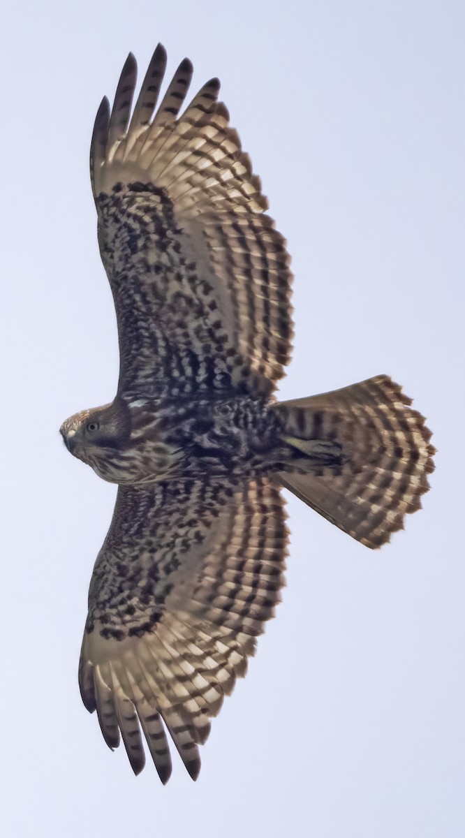 Red-tailed Hawk (Harlan's) - Dave Rintoul