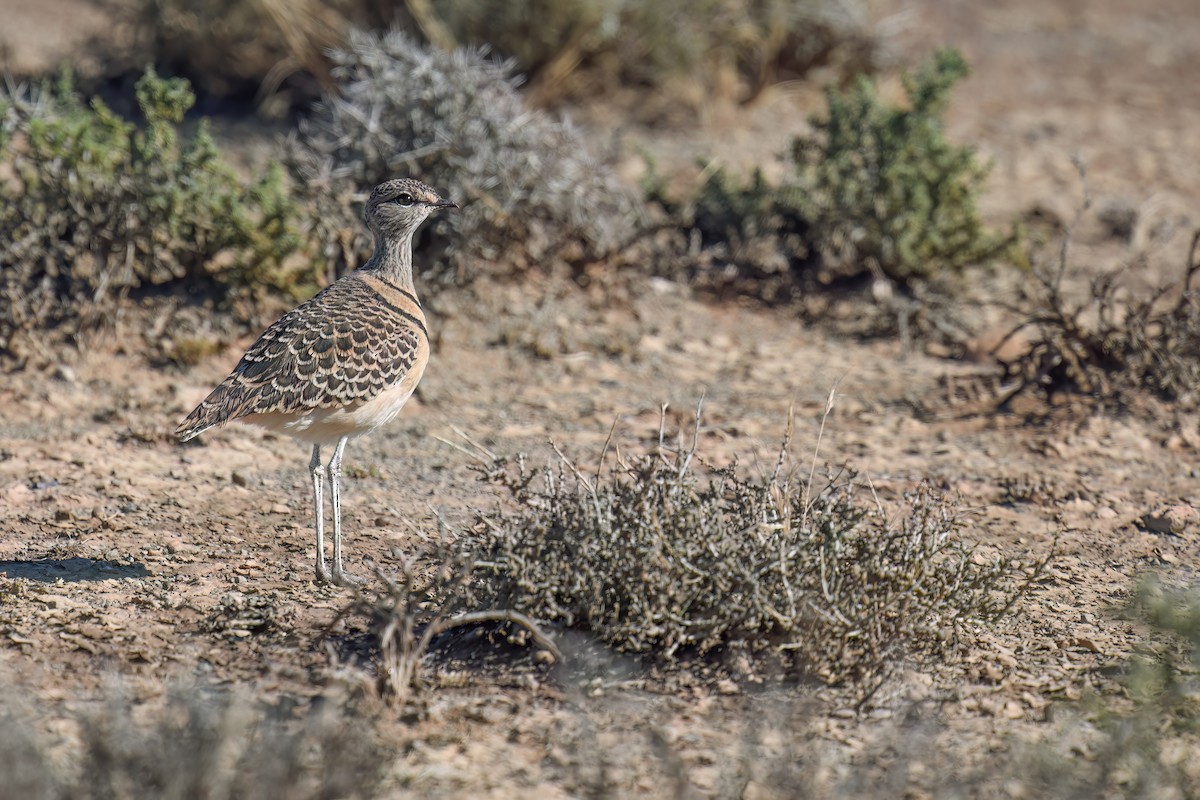 Double-banded Courser - ML617479917