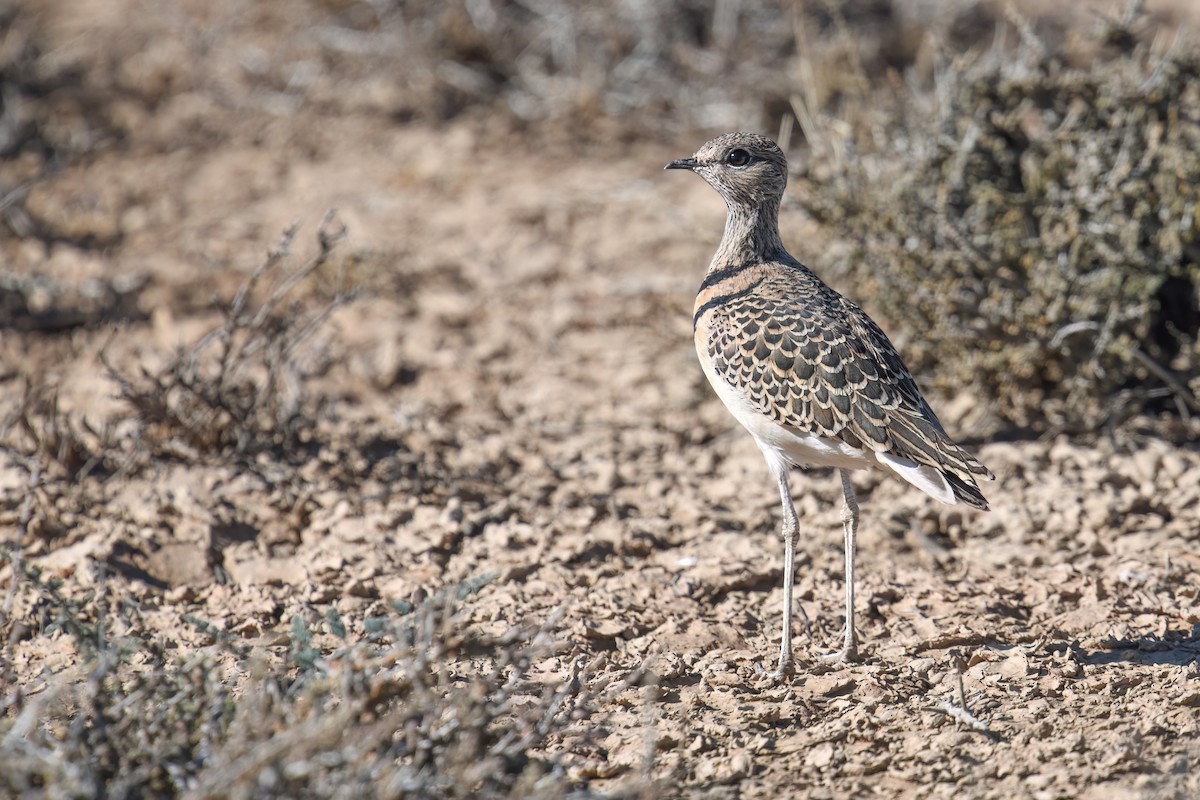 Double-banded Courser - ML617479918