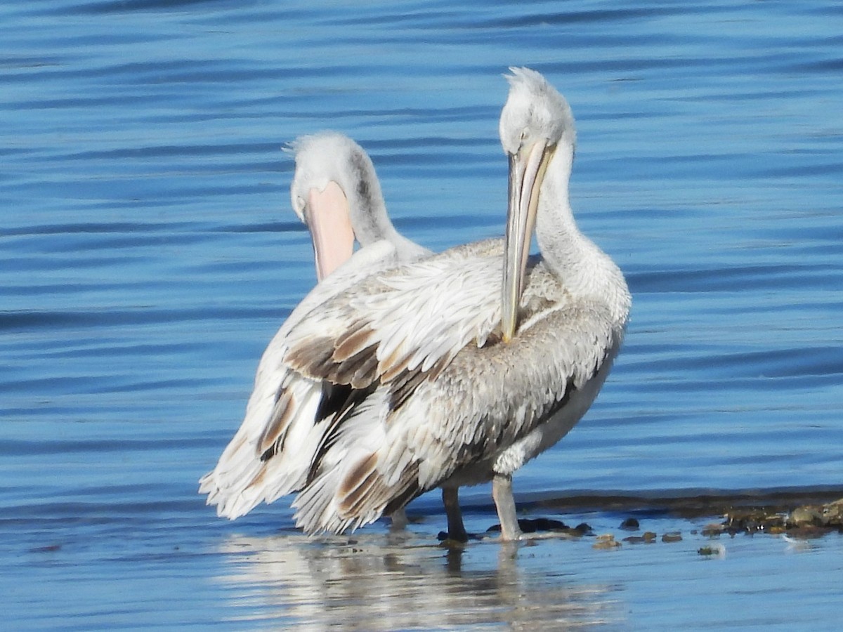 pelikán kadeřavý - ML617479932