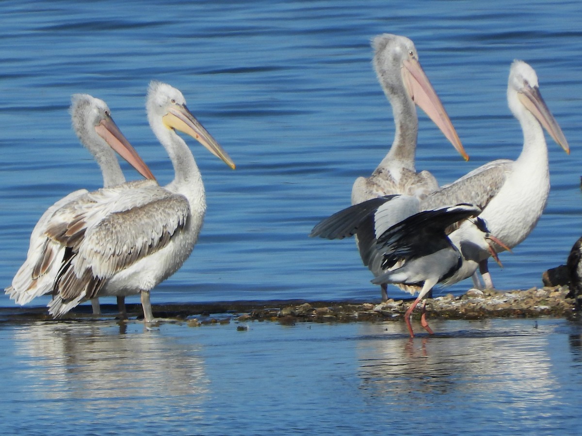 pelikán kadeřavý - ML617479933