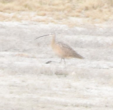 Long-billed Curlew - ML617479935