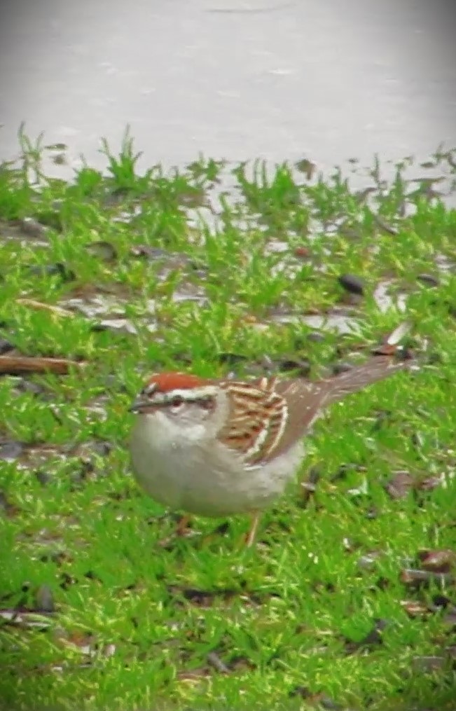 Chipping Sparrow - ML617479936