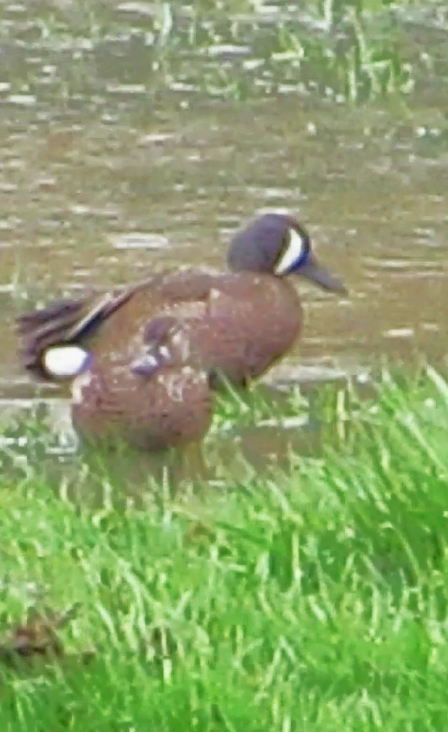 Blue-winged Teal - ML617479958