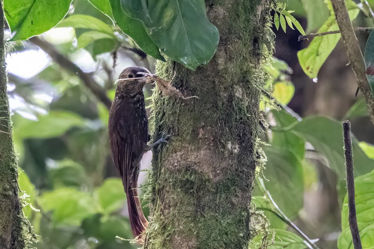 Spotted Woodcreeper - ML617479964