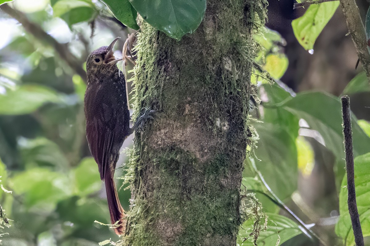 Spotted Woodcreeper - ML617479968