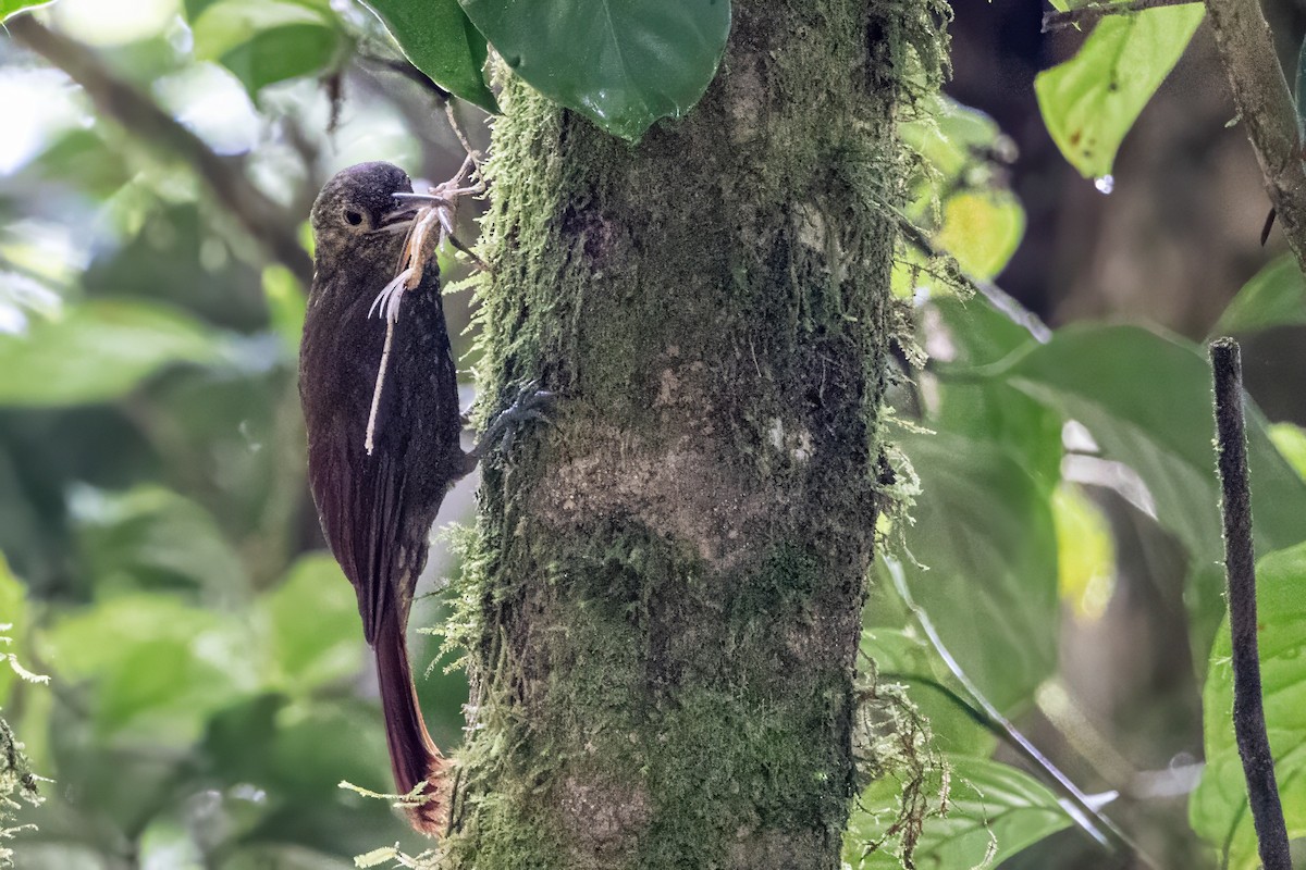 Spotted Woodcreeper - ML617479971
