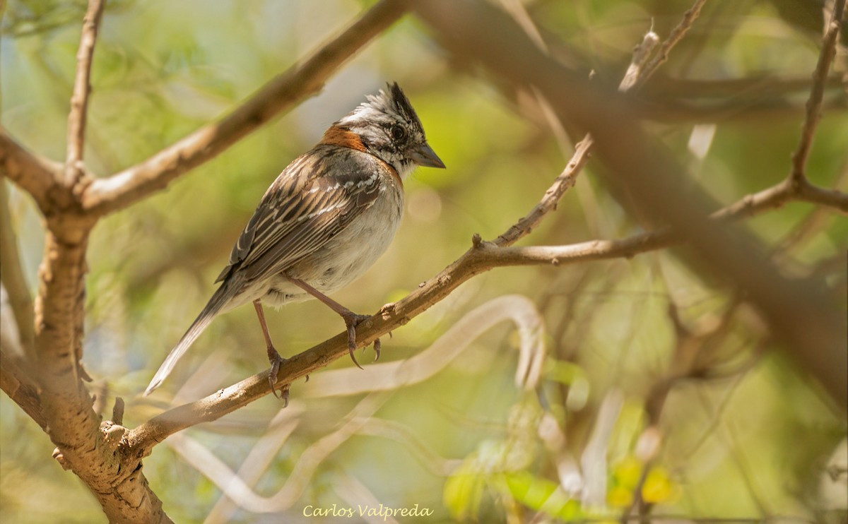 Rufous-collared Sparrow - ML617479972