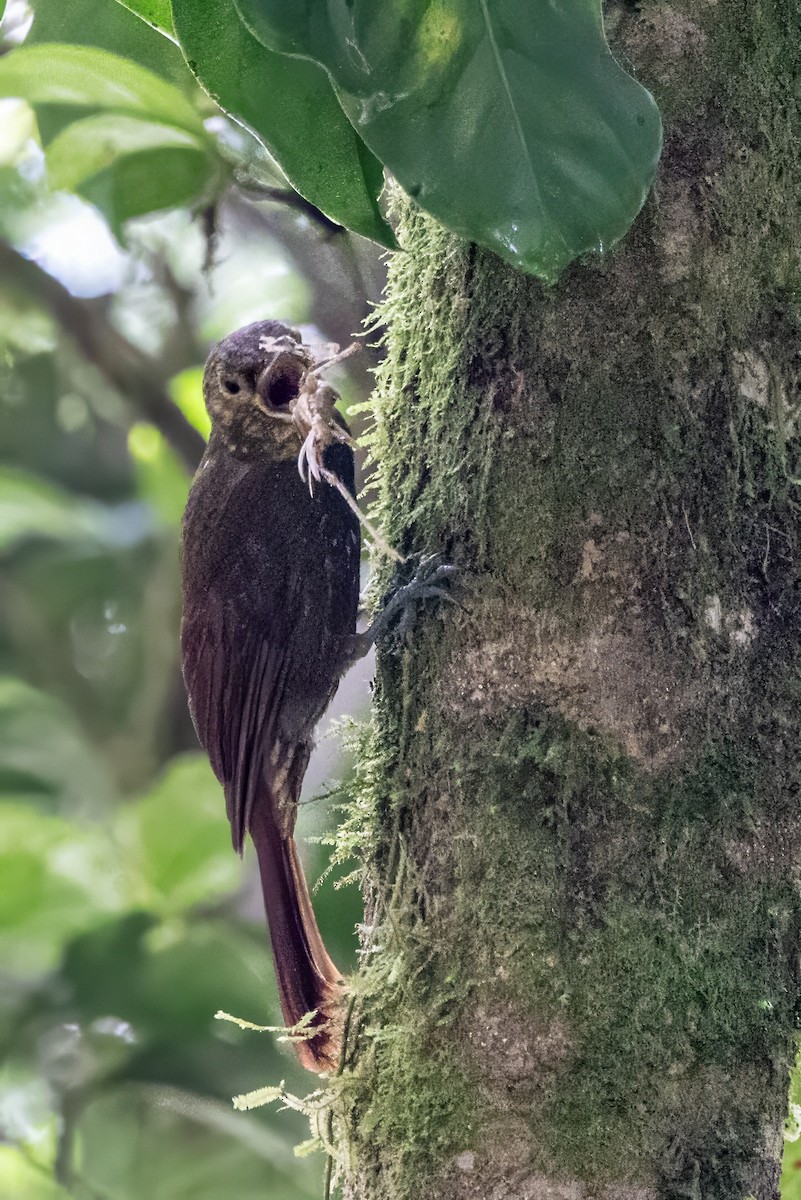 Spotted Woodcreeper - ML617479973