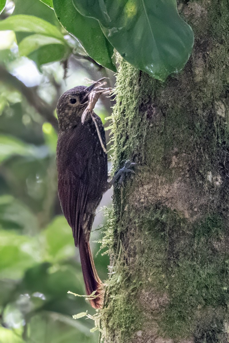 Spotted Woodcreeper - ML617479977