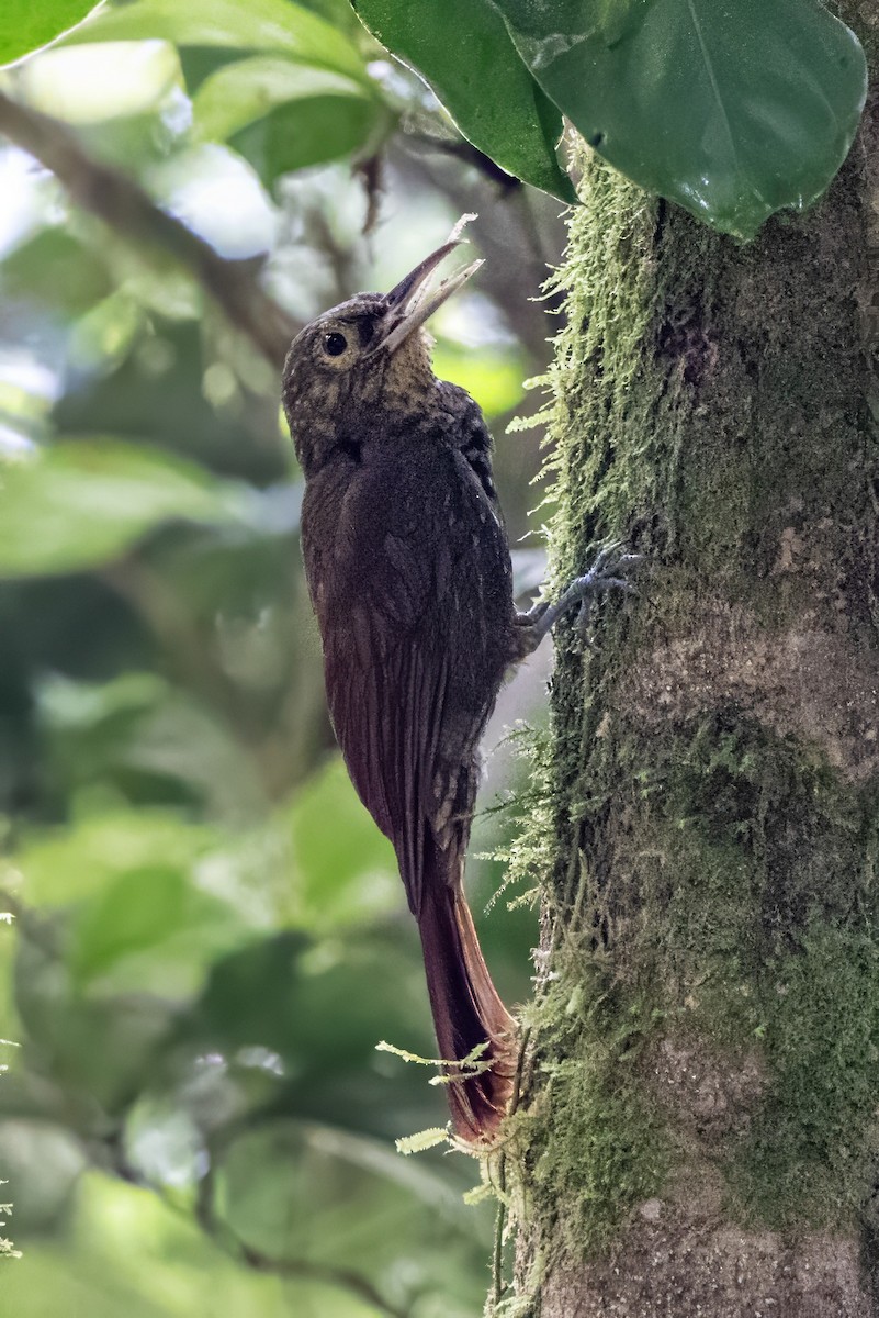 Spotted Woodcreeper - ML617479982