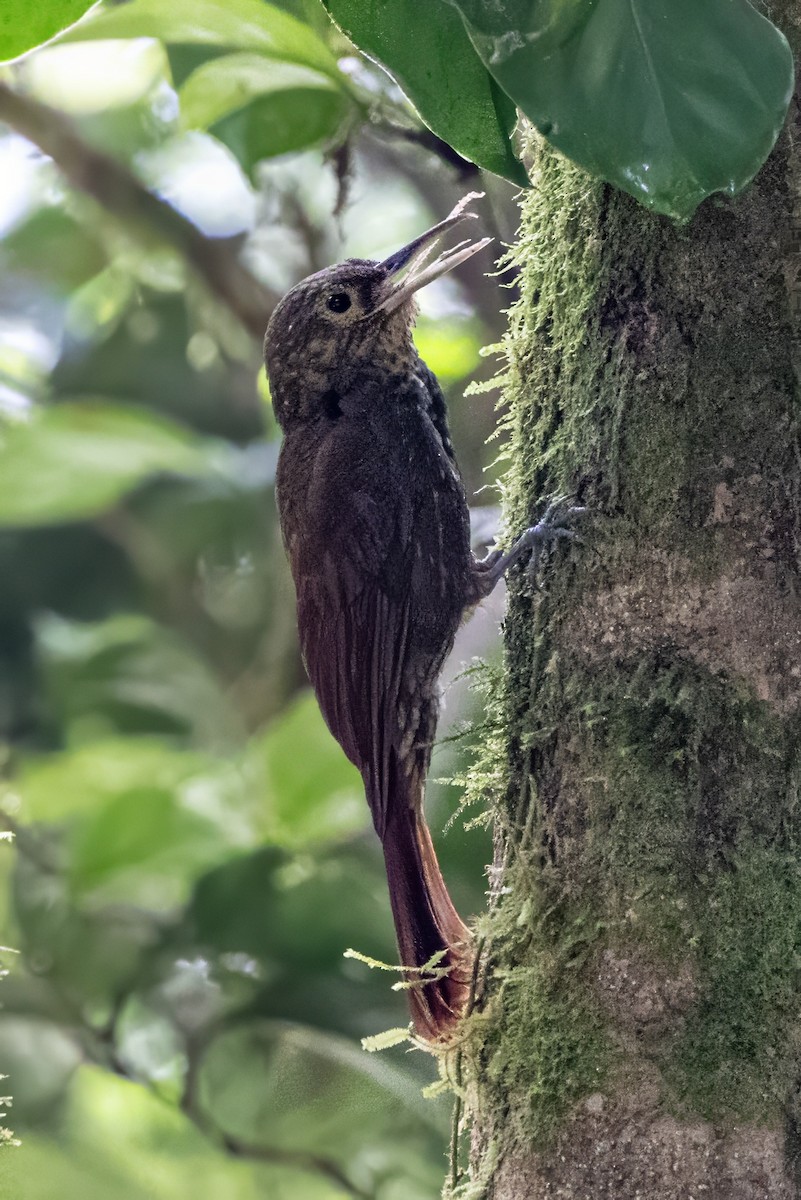 Spotted Woodcreeper - ML617479983