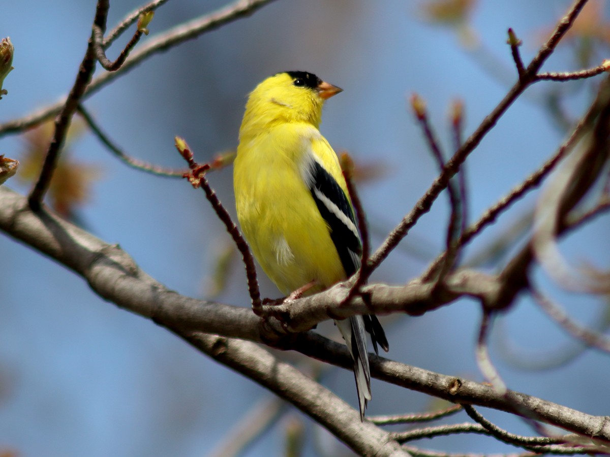 American Goldfinch - Sherry Plessner