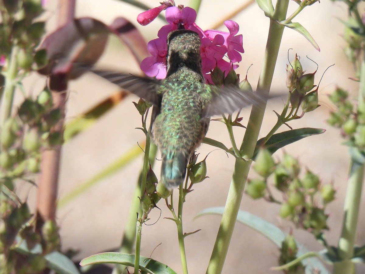 hummingbird sp. - ML617480047