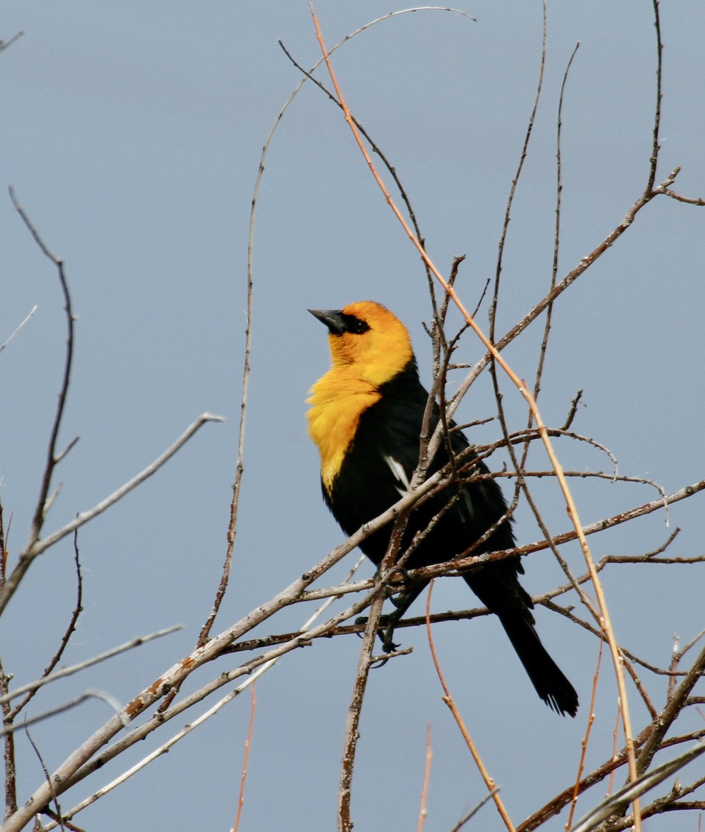 Yellow-headed Blackbird - ML617480048