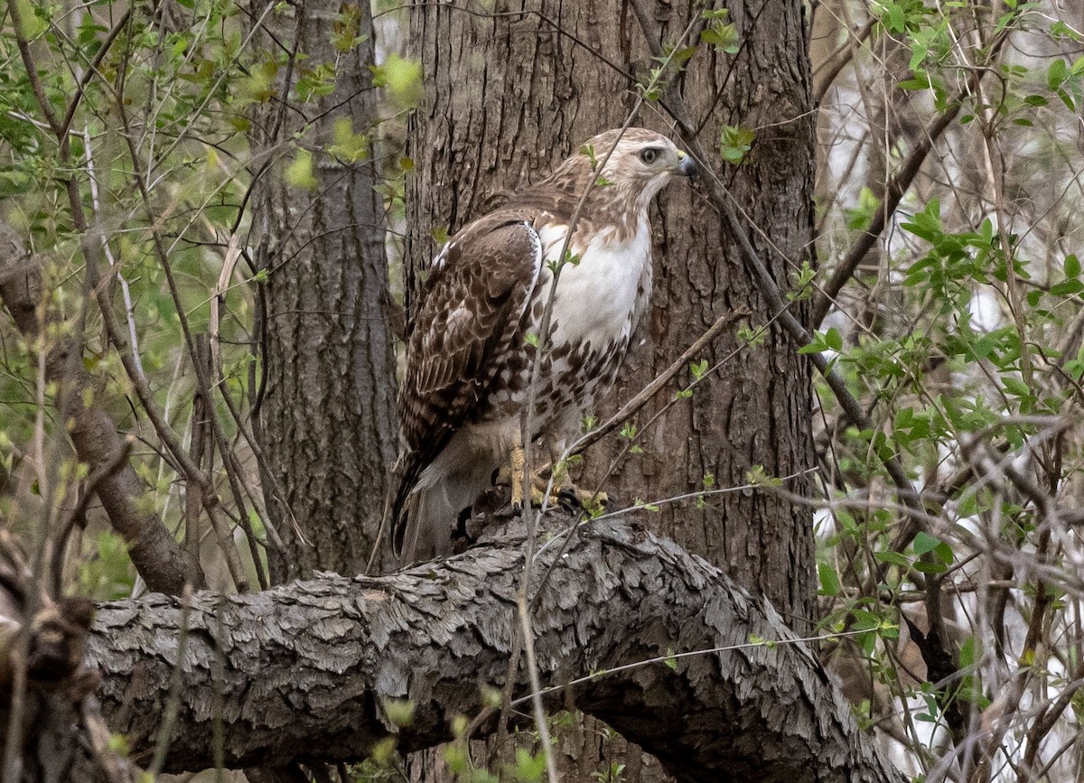 Red-tailed Hawk - ML617480064