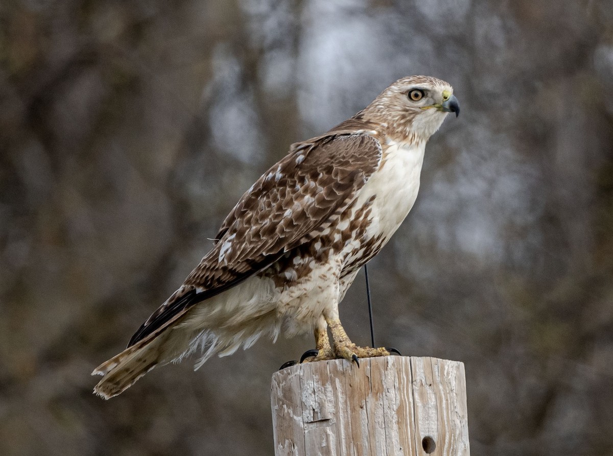 Red-tailed Hawk - ML617480072