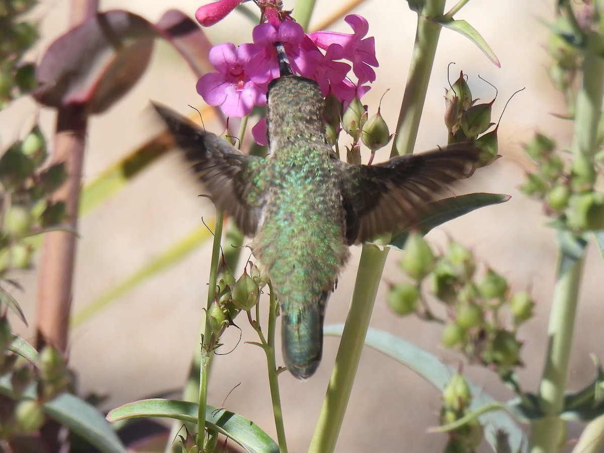 hummingbird sp. - ML617480101